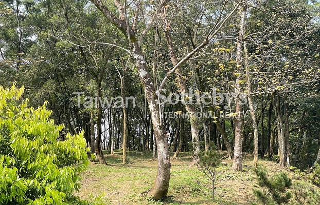 石碇月扇湖山林地現場實景